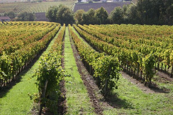 Vignoble gersois