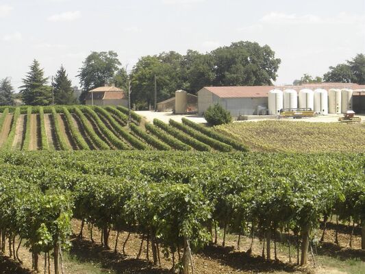 Vignoble et chai
