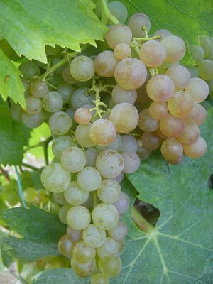DOMAINE DE ROME