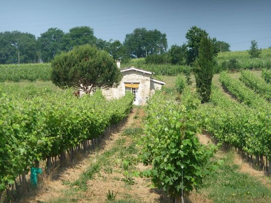 Vignoble de l'armagnac