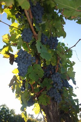 DOMAINE DE CAUDE