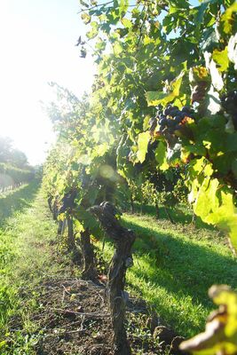 DOMAINE DE CAUDE