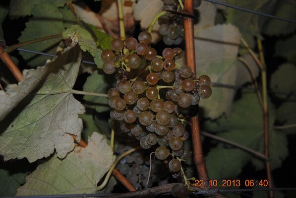 DOMAINE DE CAUDE