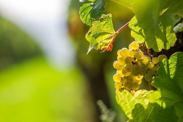 DOMAINE DE MIRANE