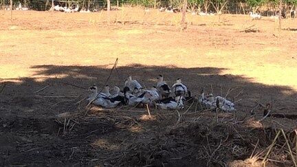canards et oies du Gers