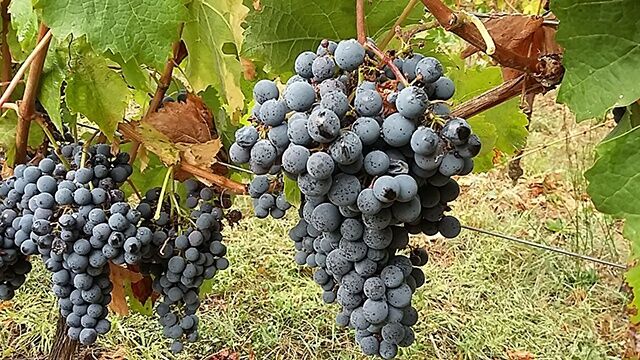 Vin des Côtes de Gascogne