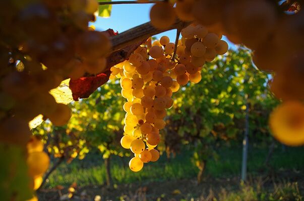 Vin blanc des côtes de Gascogne