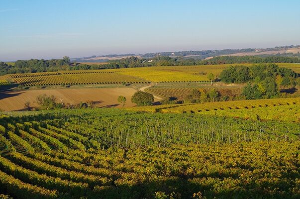 Domaine viticole dans le Gers