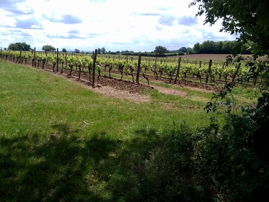 Vue sur le vignoble du Gers