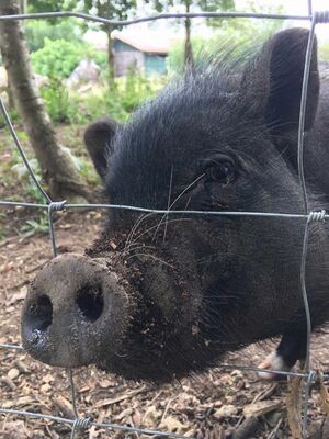 Découverte de la Ferme de Hustet à Montréal-du-Gers