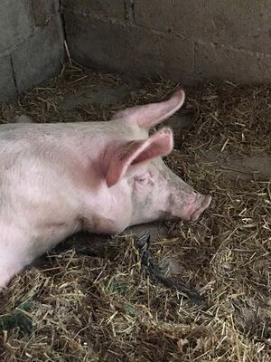 Ferme de Hustet