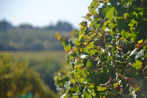 Vignoble Armagnac Gascogne dans le Gers