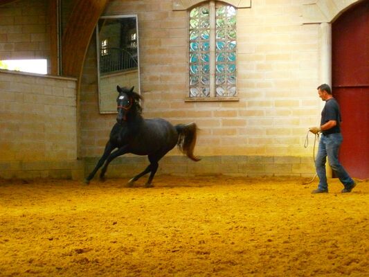 Séjour équitation aux Crinières de l'Aube