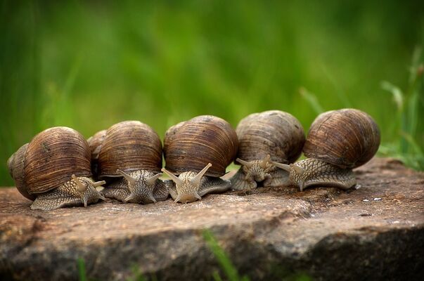Course aux escargots