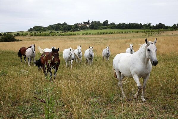 Domaine viticole de Gensac à Condom
