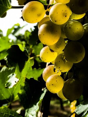 Producteur de vin à Condom en Ténarèze