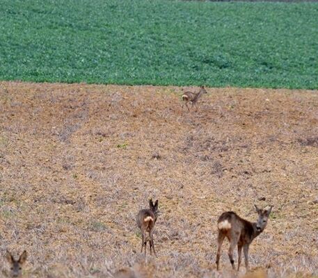 Chasses en gascogne battue au chevreuil