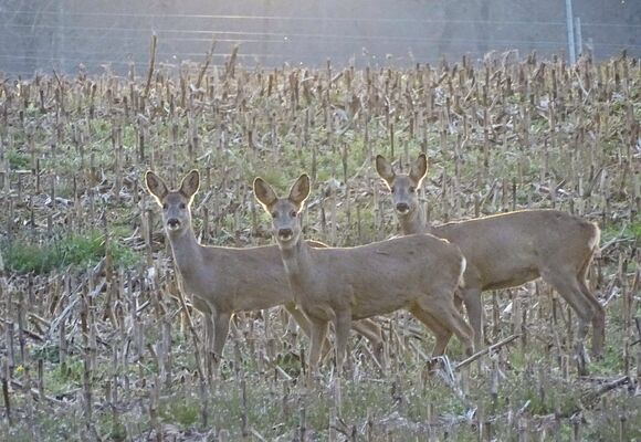 Séjour de chasse au chevreuil dans le Gers