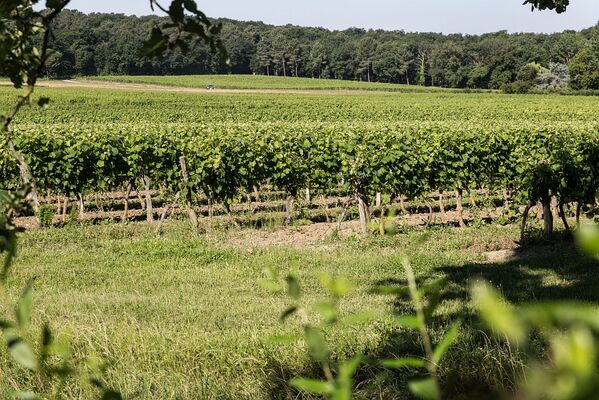 VIGNES DU DOMAINE DE MAGNAUT