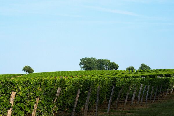 VIGNES