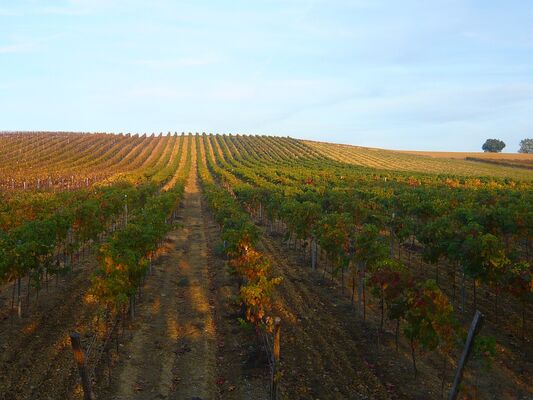 Domaine viticole dans le Gers