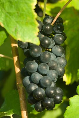 Vins des côtes de Gascogne