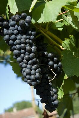 Vignoble du Gers