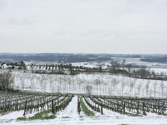 Vignoble Armagnac Gascogne - Chai du Chateau