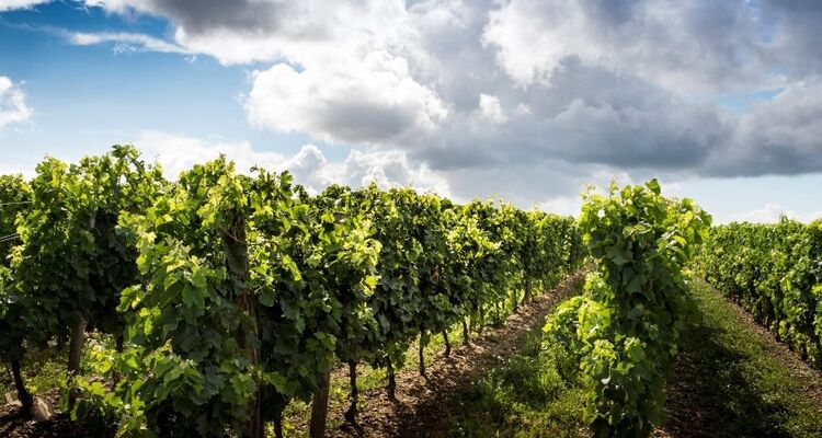 DOMAINE