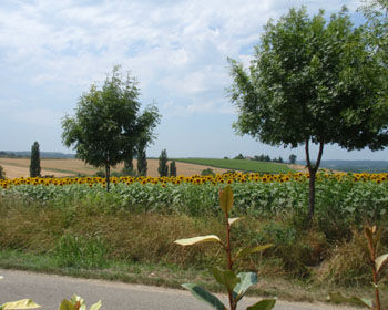 PHOTO7