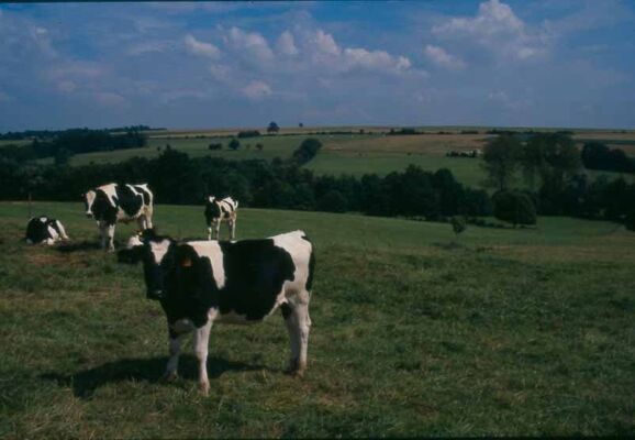 PAYSAGE DE THIERACHE