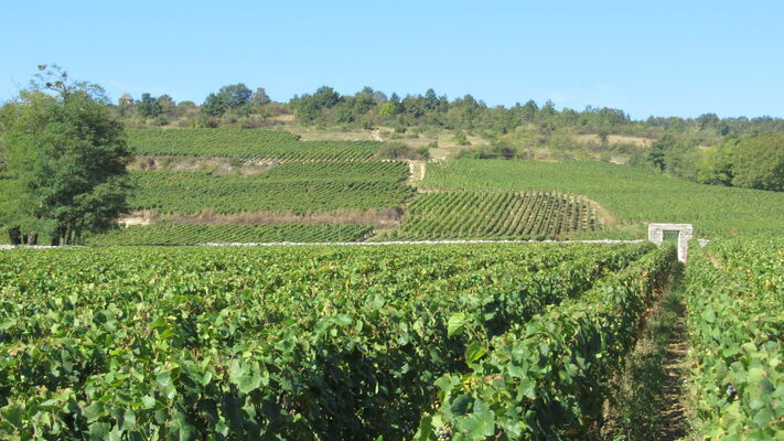 Givry---Domaine-Desvignes---VERNOY-ET-BERGE--ETE