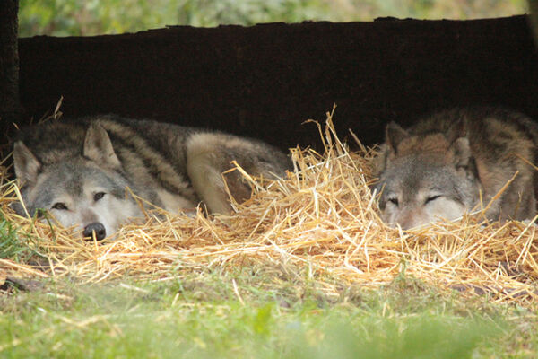 Les loups de Coat Fur