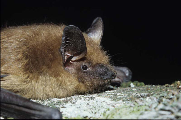 Maison de la Chauve-souris
