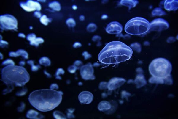 L’Aquashow