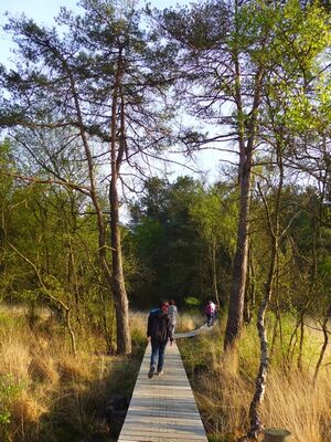 Balade nature en Brocéliande_Paimpont
