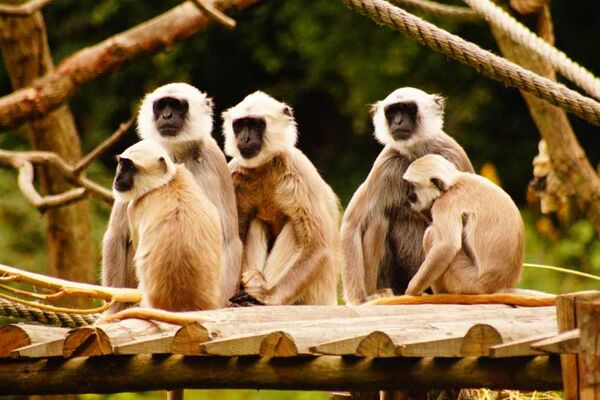 Parc Zoologique de Trégomeur