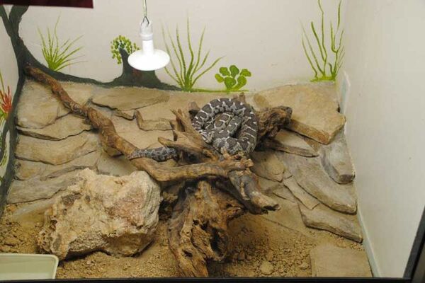 Terrarium de Kerdanet