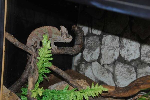 Terrarium de Kerdanet