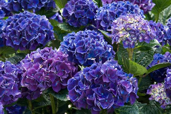 Circuit des Hortensias