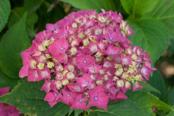 Circuit des Hortensias