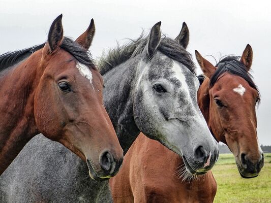 Conférence autour du cheval