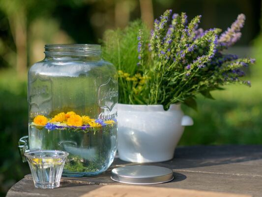 Animation plantes sauvages comestibles - Bois d'Amour - Josselin - Morbihan - Bretagne