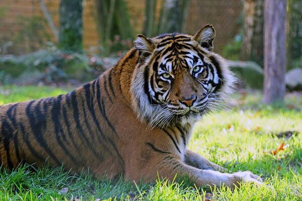 Zoo de la Boissière-du-Doré