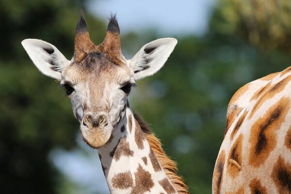 Zoo de la Boissière-du-Doré