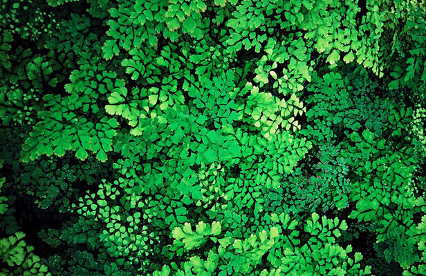 Global-Greening----Guilvinec-et-Treffiagat--Pays-Bigouden