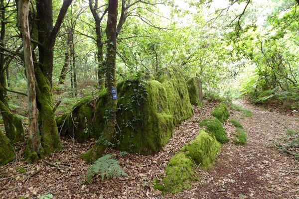 Réserve naturelle régionale des Landes