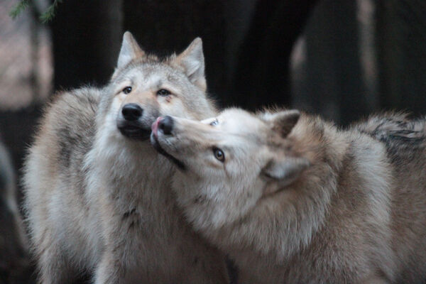 Les loups de Coat Fur
