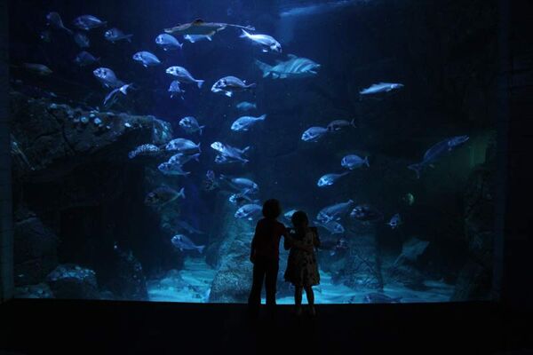 L’Aquashow