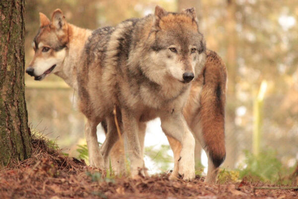 Les loups de Coat Fur